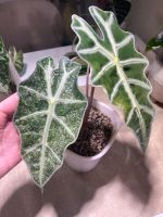 Alocasia Polly variegata Rhizome Rheinland-Pfalz - Wittlich Vorschau