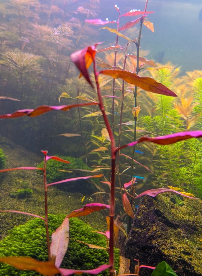 Persicaria sp. "Sao Paulo" - Sao Paulo-Wasserknöterich in Mannheim