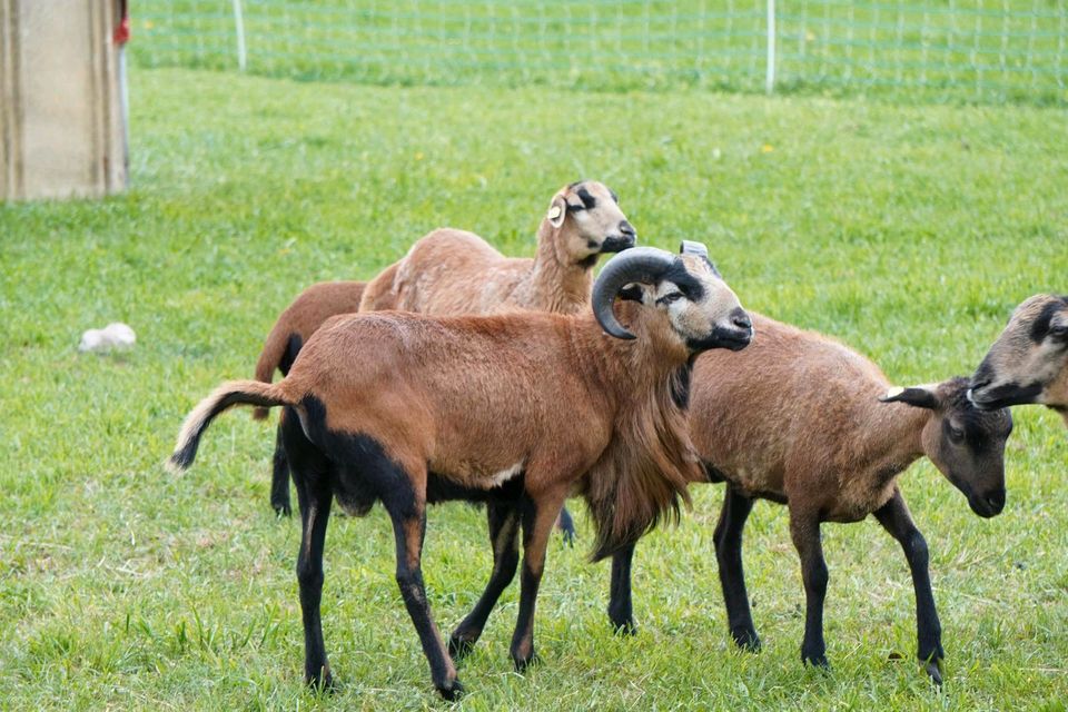 Kamerun Schafbock Reinrassig in Nünchritz