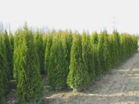 Thuja Smaragd 250-275 cm Baden-Württemberg - Weil im Schönbuch Vorschau