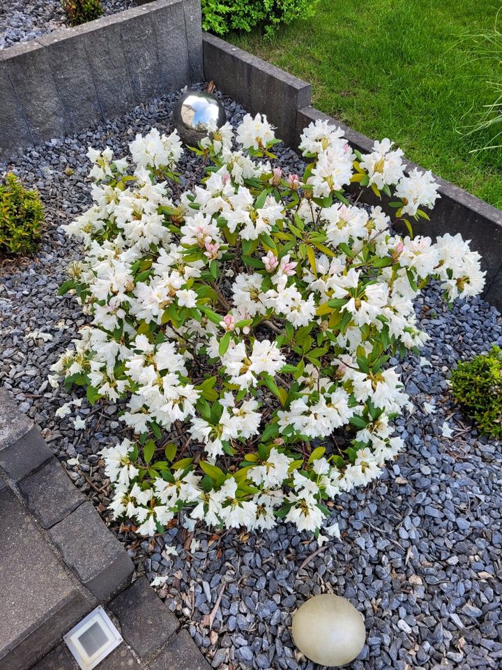 Rhododendron in Hemer