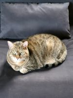 Katze Puffi sucht neues Zuhause Nordrhein-Westfalen - Reken Vorschau