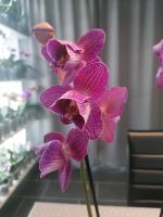 Phalaenopsis Orchidee Sangria pelorisch Tulpe Baden-Württemberg - Ertingen Vorschau