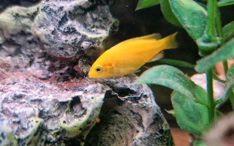 Malawi Buntbarsch Labidochromis Caeruleus Yellow in Iserlohn