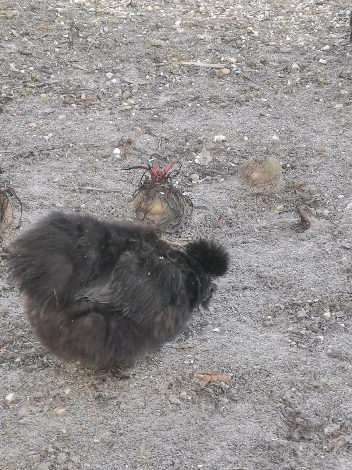 Bruteier Seidenhuhn in Am Mellensee