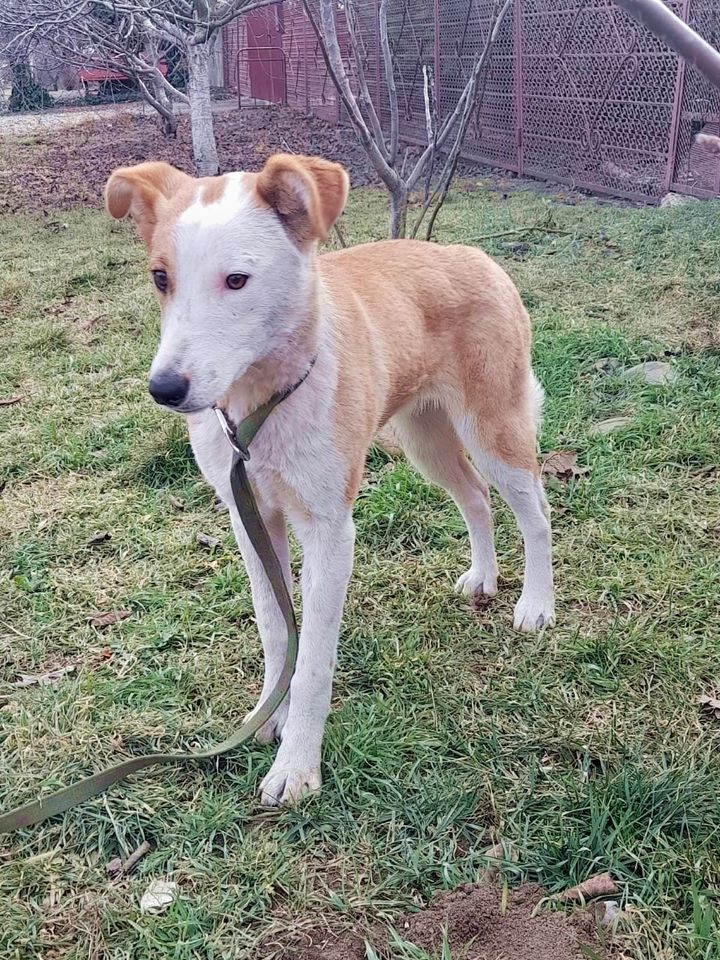 Tierschutz - Belka Hündin sucht ein neues Zuhause ! in Hamburg