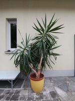 Yucca Palme Bayern - Kirchensittenbach Vorschau
