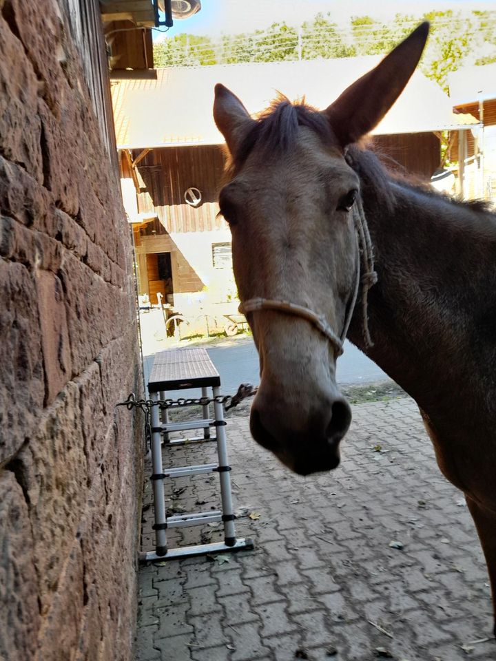 Ferien auf dem Bauernhof - Urlaubsreise - Entspannung in Eichenbühl