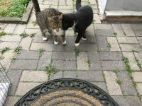 Katze vermisst in 48612 Horstmar/ Altstadt Nordrhein-Westfalen - Horstmar Vorschau