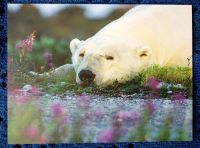 Eisbär Foto des berühmten Naturfotografen Poliza Berlin - Neukölln Vorschau