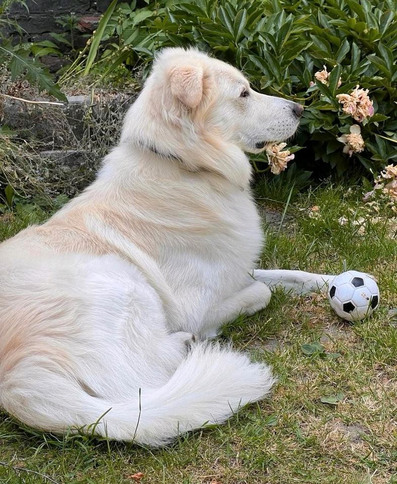 Simba:König der Hunde ❤️ in Essen