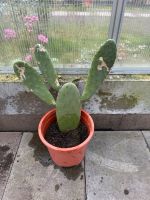 Feigenkaktus - Opuntia Ficus Indica Nordrhein-Westfalen - Oberhausen Vorschau