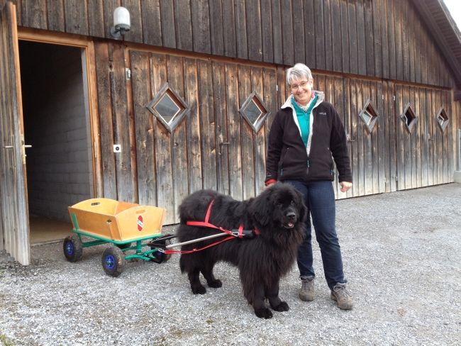 Hundewagen Komplett mit Geschirr, Bollerwagen, Anleitung 100 cm in Wallersdorf