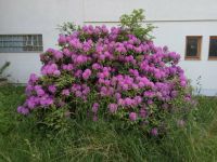 Grosser Rhododendron, Rododendron, Bagger vorhanden Bayern - Hofkirchen Vorschau