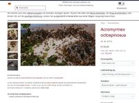 Acromyrmex octospinosus | Ameisenkolonie Niedersachsen - Lüneburg Vorschau