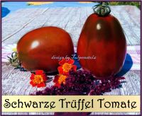 ♥ BIO Schwarze Trüffel Tomate Samen,Alte Sorte,Gemüse Tulpenstolz Eimsbüttel - Hamburg Schnelsen Vorschau