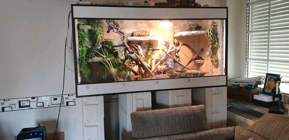 Forex Terrarium in Pattensen