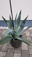 Agave Pflanzen Baden-Württemberg - Oberderdingen Vorschau