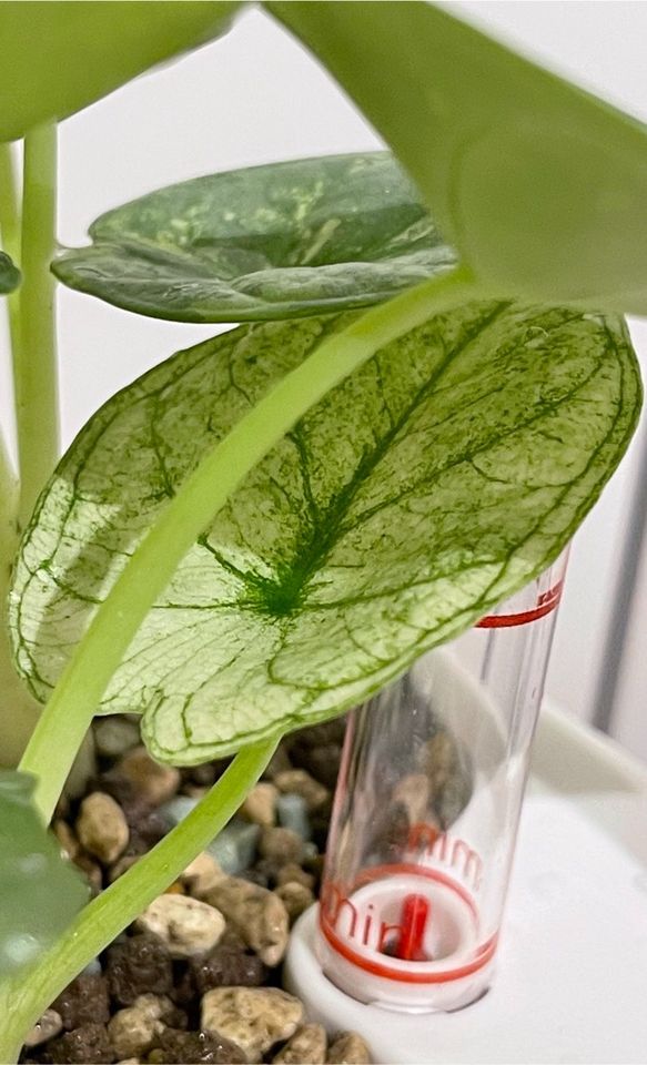 Alocasia Silver Dragon Mint / Ghost Variegata Rhizome in Süßen