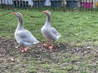 Fränkische Landgänse Baden-Württemberg - Mulfingen Vorschau