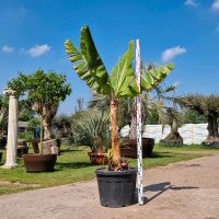 Winterharte Banane Musa basjioo Nordrhein-Westfalen - Delbrück Vorschau