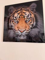 Tiger Bild Acryl Glas München - Sendling-Westpark Vorschau