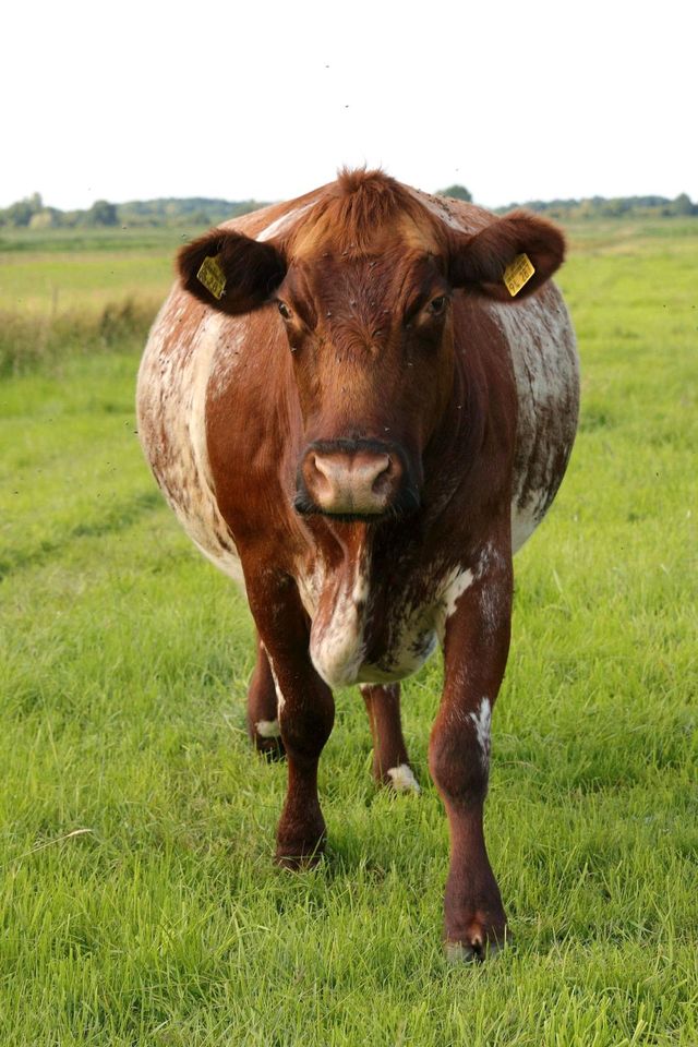 Rindfleisch aus Weidehaltung in Himmelpforten