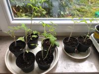 Kleine Tomatenpflanzen zu verkaufen Baden-Württemberg - Ludwigsburg Vorschau
