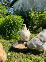 Seidenhühner Eier  (Hühner, Henne, Hahn) Bayern - Rödelmaier Vorschau