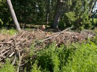 Brennholz im Wald Bayern - Dietmannsried Vorschau