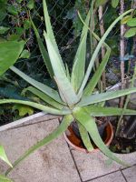 ECHTE ALOE VERA , Hessen - Flörsheim am Main Vorschau