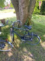 Hollandrad Gazelle, Herrenrad, sehr großer Rahmen. Niedersachsen - Großefehn Vorschau