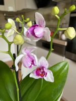 Orchidee Phalaenopsis PELORIC BLÜHT Berlin - Neukölln Vorschau