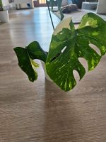 Monstera Thai Variegata Baden-Württemberg - Emmingen-Liptingen Vorschau