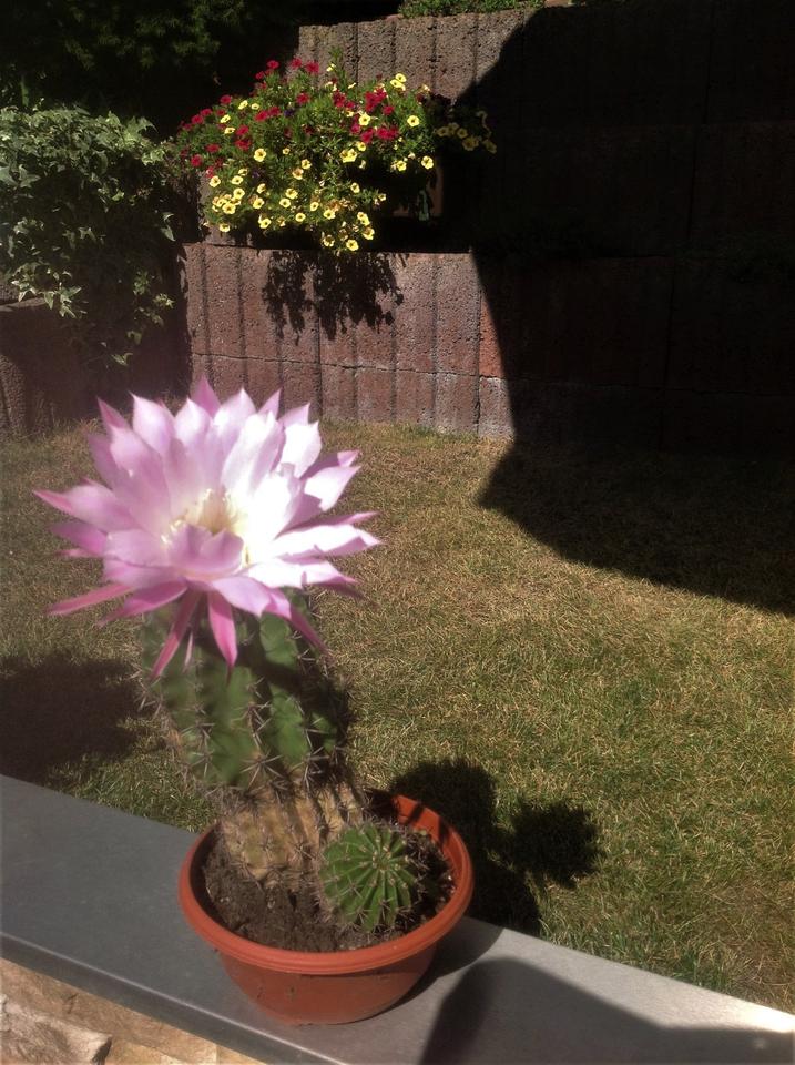 Kakteen Zimmerpflanze Grüner Pflanze Groß mit rosa Blüten in Frechen