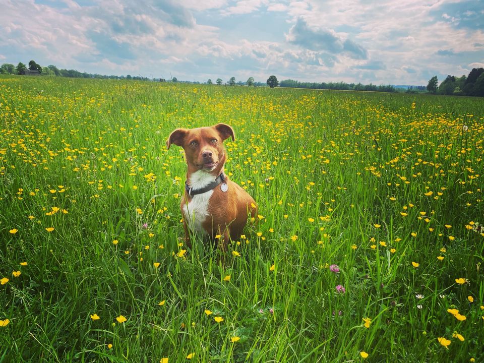 Hundebetreuung gesucht! in Bobingen