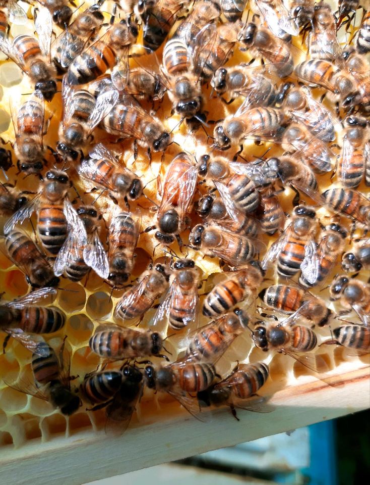 Bienenköniginnen Buckfast Reinzucht unbegattet, Bienen. in Chemnitz