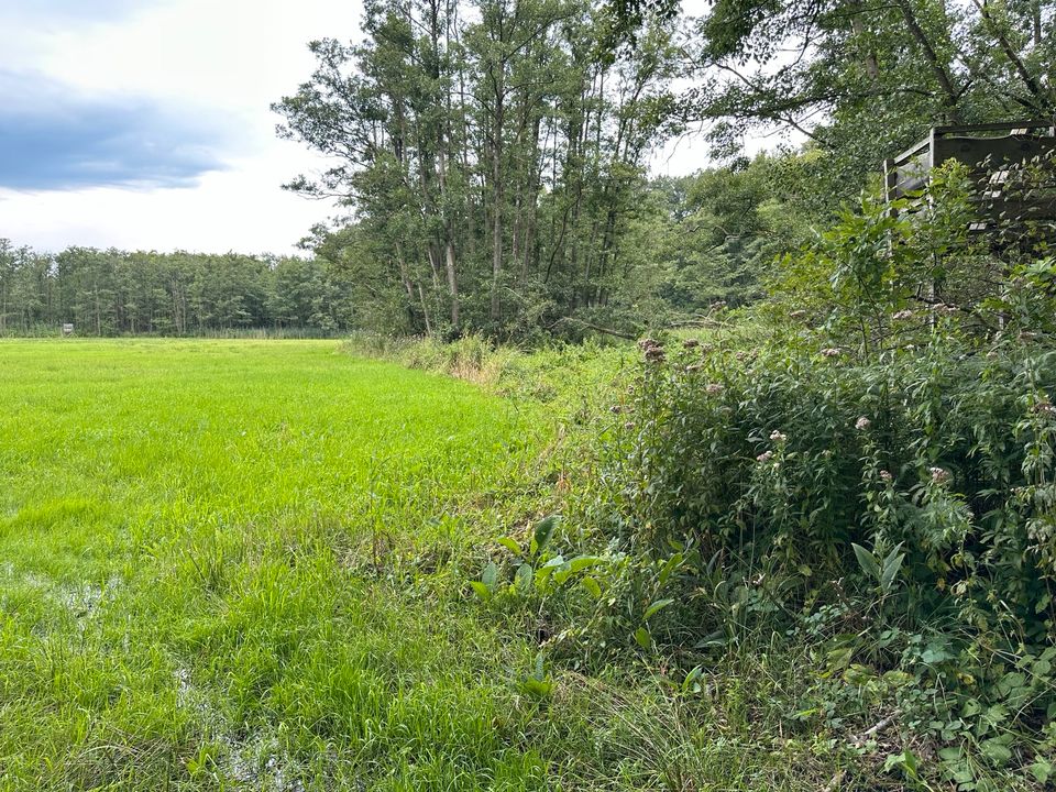 Wiese/Grünland zu verpachten in MV Naturschutzgebiet 20400 m2 in Ueckermuende