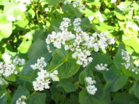 Buchweizen Samen Baden-Württemberg - Schramberg Vorschau