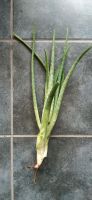 Aloe Vera Pflanze Ableger 20-40cm, vermehrt sich rasant Baden-Württemberg - Schonach Vorschau