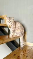 BKH British Kurzhaar Katze in liebevolle Hände zu geben Sachsen-Anhalt - Wefensleben Vorschau