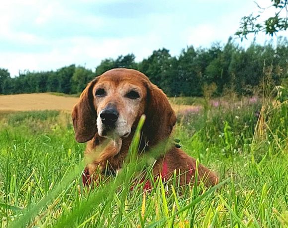 Hundeomi Tobi sucht ihren liebevollen Alterswohnsitz ♥️ in Tarp