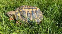 Schildkröte in 35578 Wetzlar entlaufen Hessen - Wetzlar Vorschau