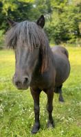 Pflegebeteiligung Shetland-Ponys Nordrhein-Westfalen - Nettetal Vorschau