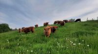 Schottische Hochlandrinder Bayern - Ichenhausen Vorschau