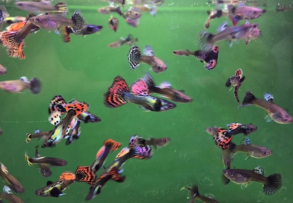 Guppy Mosaik Multicolor direkt vom Züchter in Klingenberg am Main