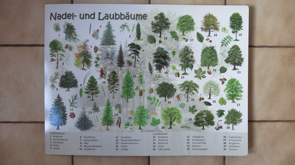 Mein Riesen-Pappebuch Pflanzen und Pilze in Hochdorf (Riß)
