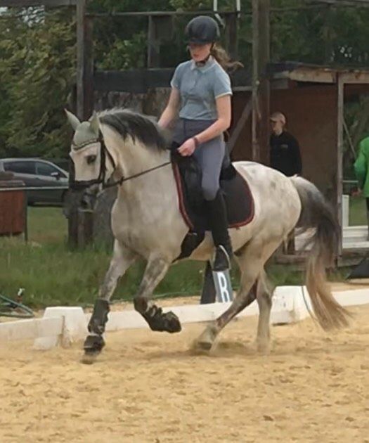 Dressurpony, Lehrpony in Kirchendemenreuth