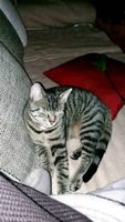 Vermisse Kater Goofy Nordrhein-Westfalen - Brilon Vorschau