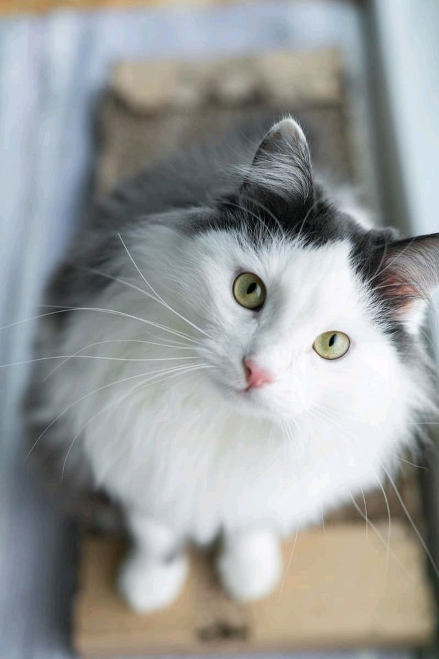 TIERSCHUTZ. Kater Sherlock als Einzelprinz sucht liebevolles Zuh in Hamburg